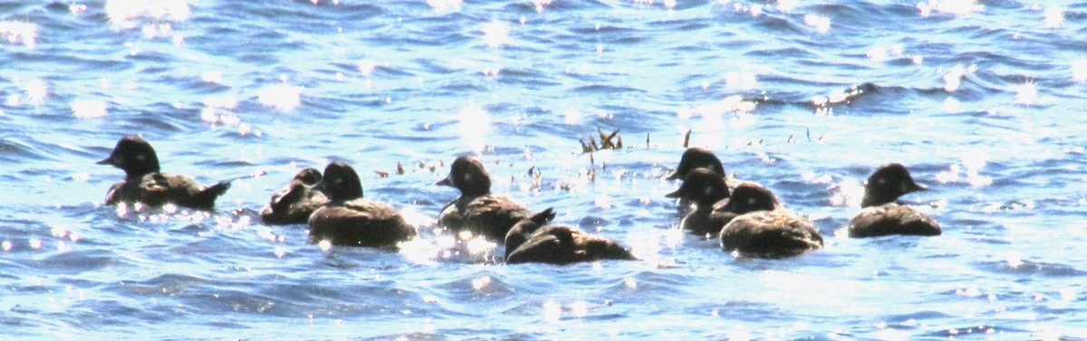 kačka strakatá - ML117495241