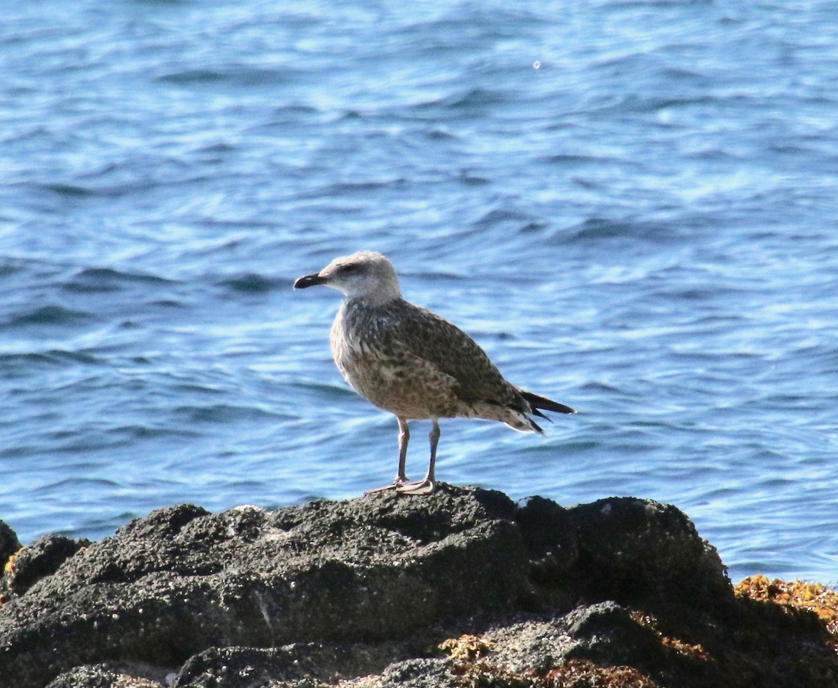 racek mořský - ML117495281