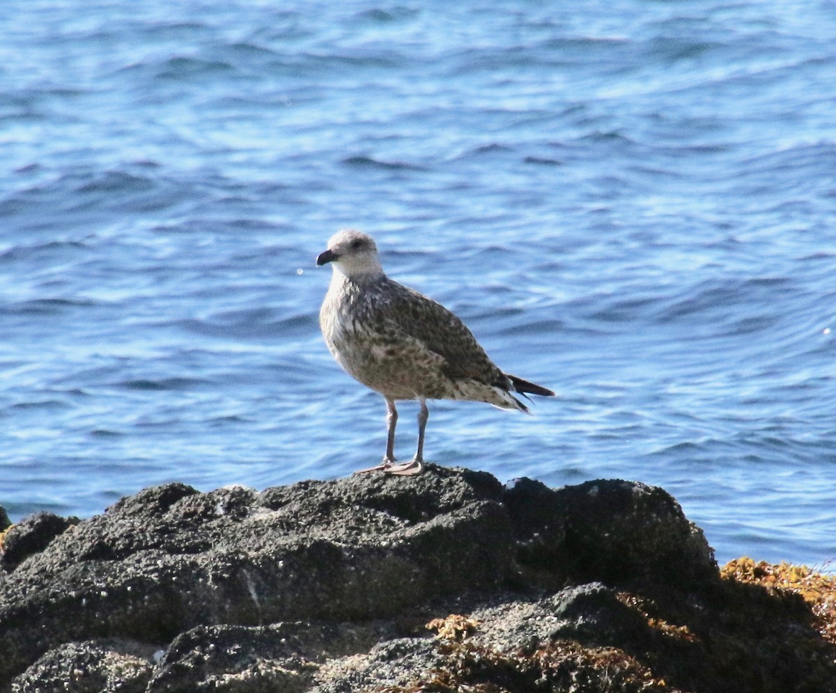 racek mořský - ML117495301