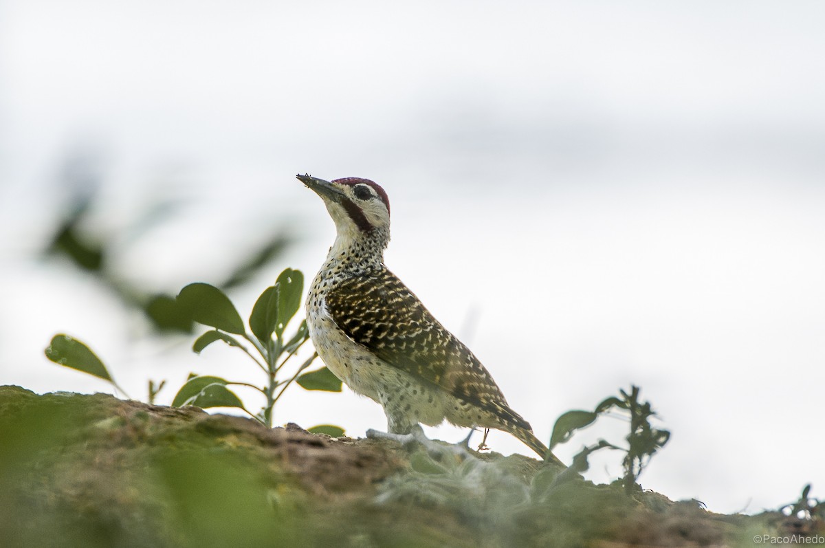 Bennett's Woodpecker - ML117495321