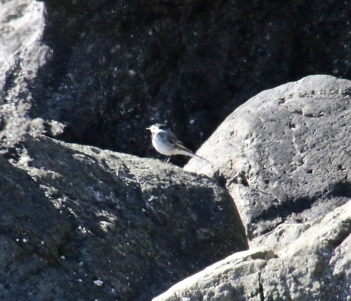 konipas bílý - ML117495341