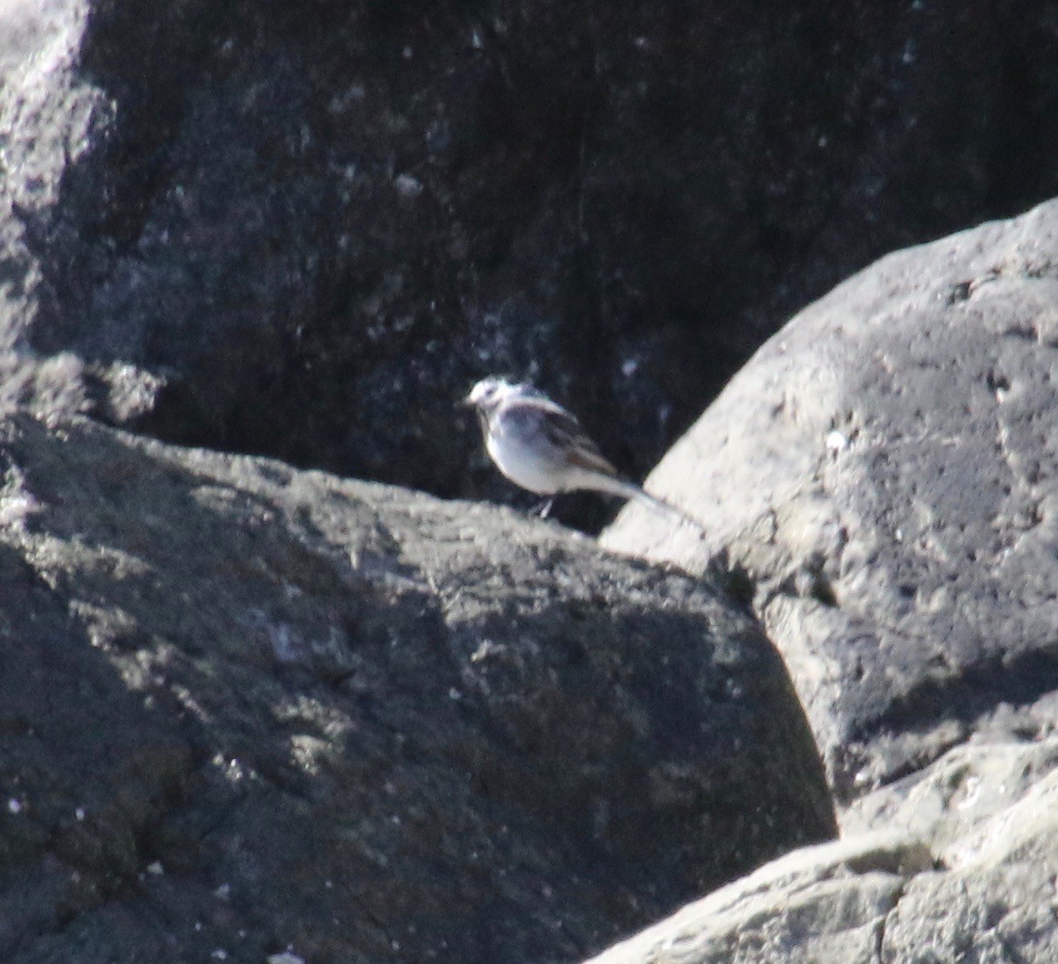 konipas bílý - ML117495351