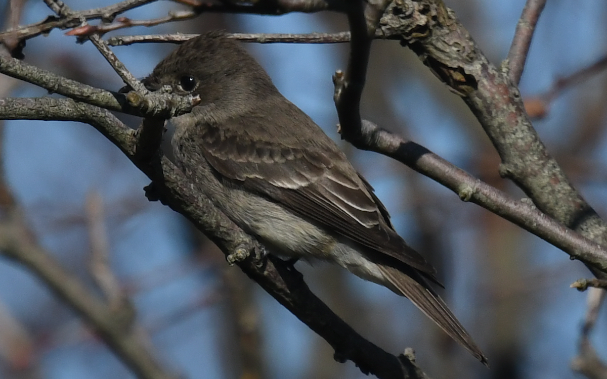 Western Wood-Pewee - ML117495711