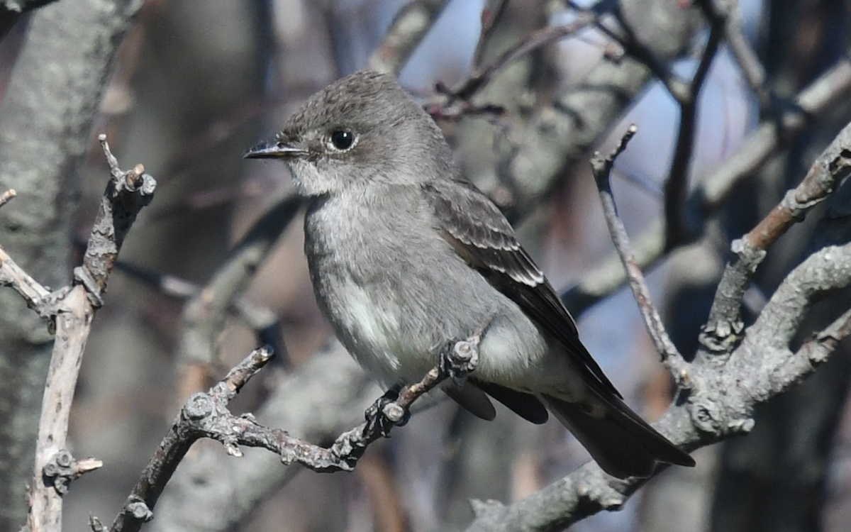 Western Wood-Pewee - ML117495771