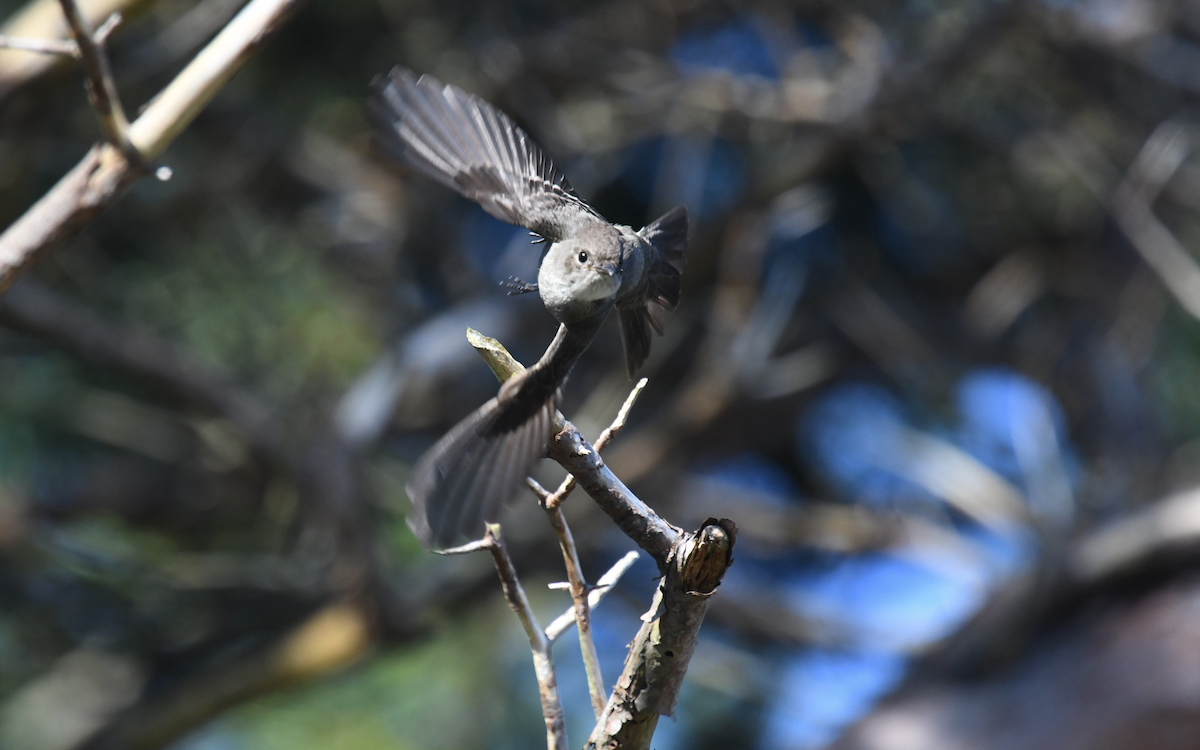 Western Wood-Pewee - ML117495781