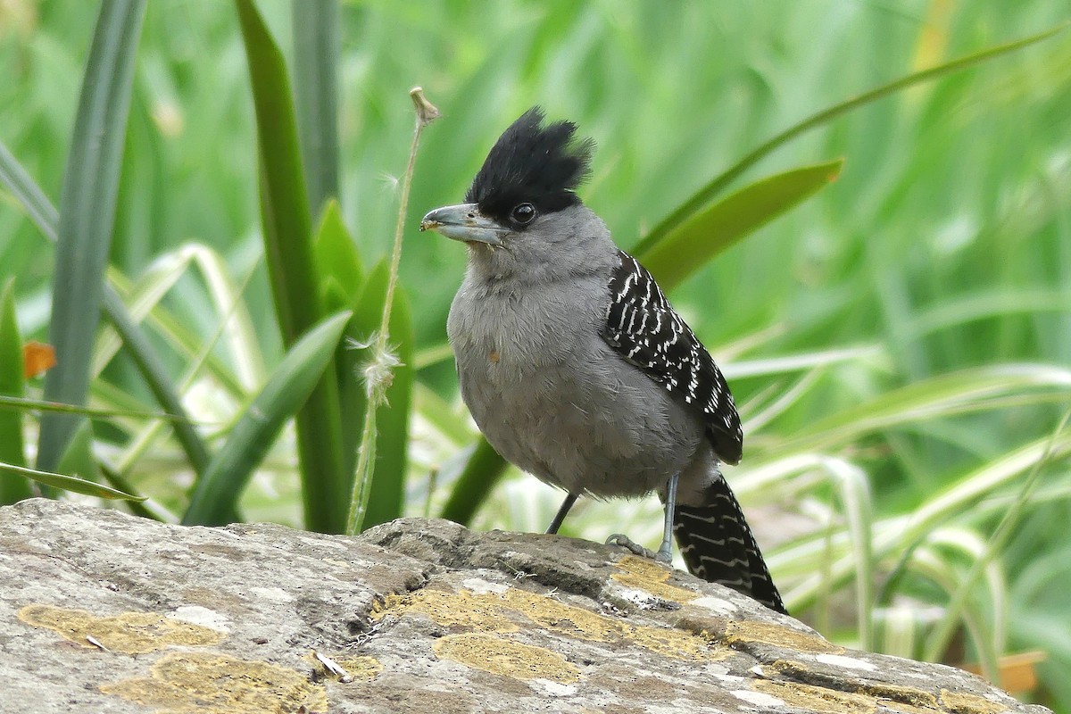 Giant Antshrike - ML117495881