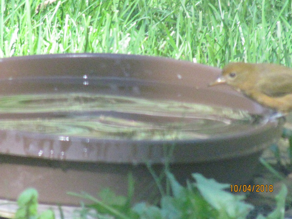 Summer Tanager - ML117497371