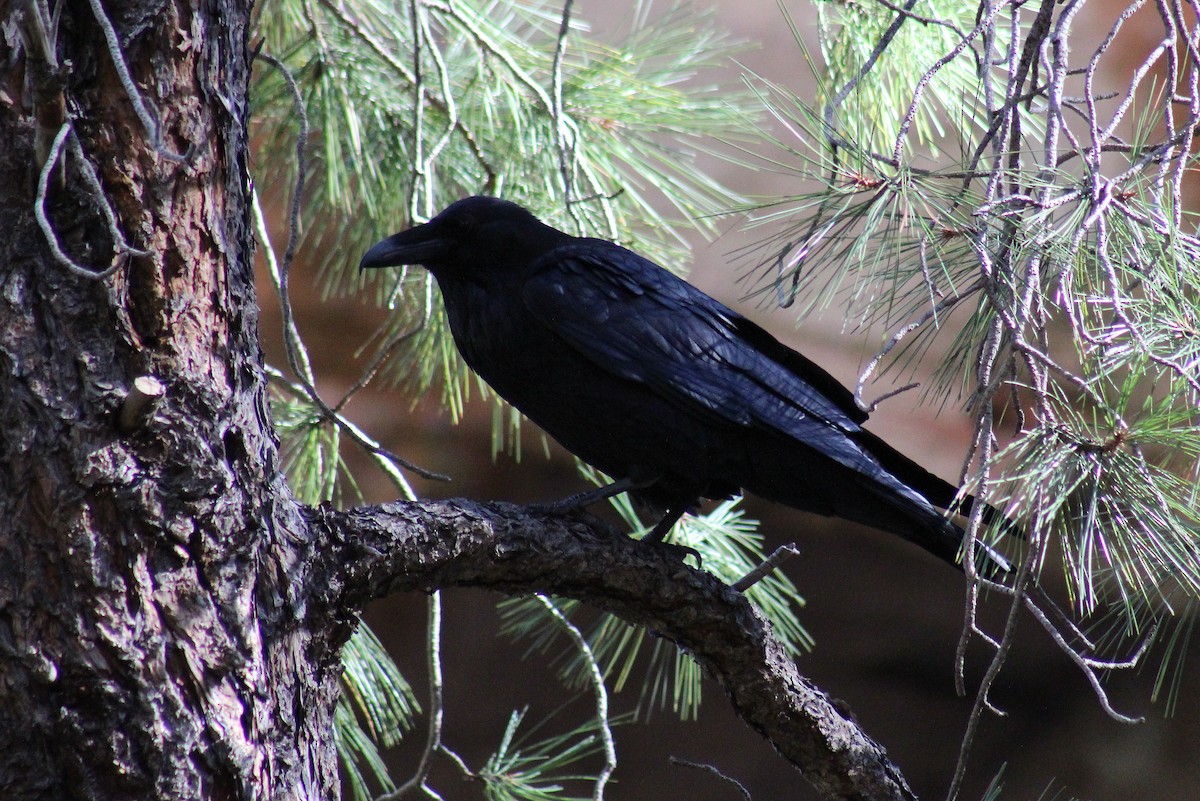 Common Raven - Jon. Anderson
