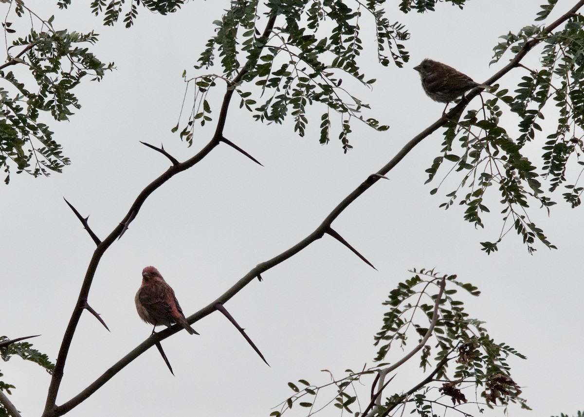 Purple Finch - ML117499231