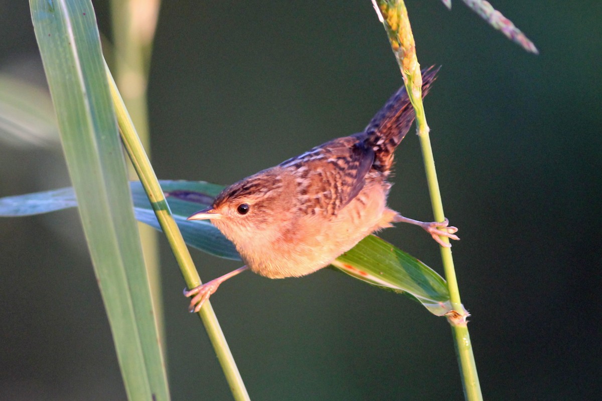 Sedge Wren - Timothy P. Jones