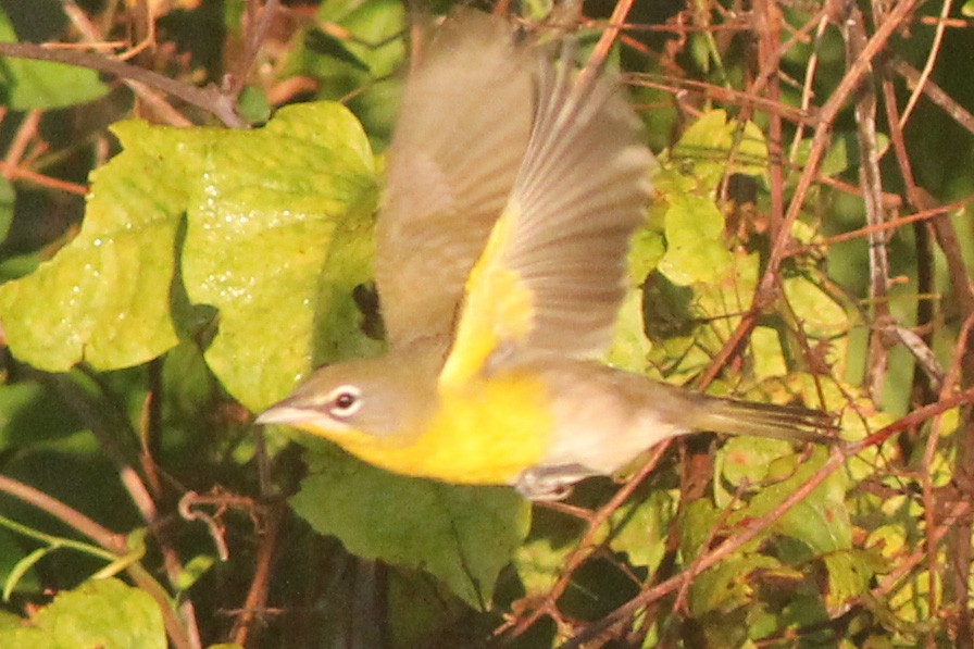 Yellow-breasted Chat - Timothy P. Jones