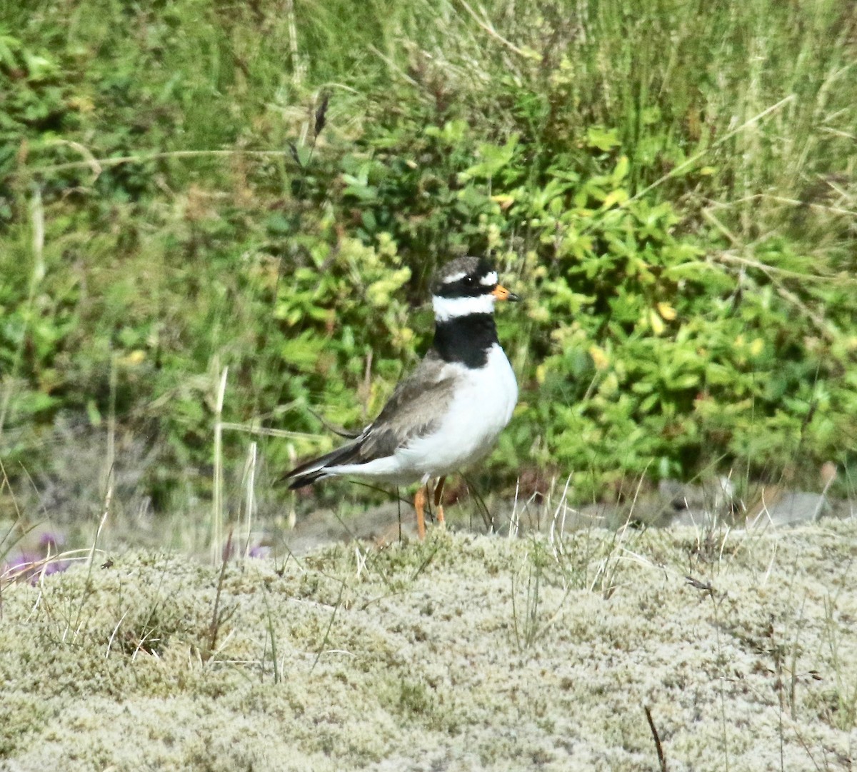 kulík písečný - ML117499881