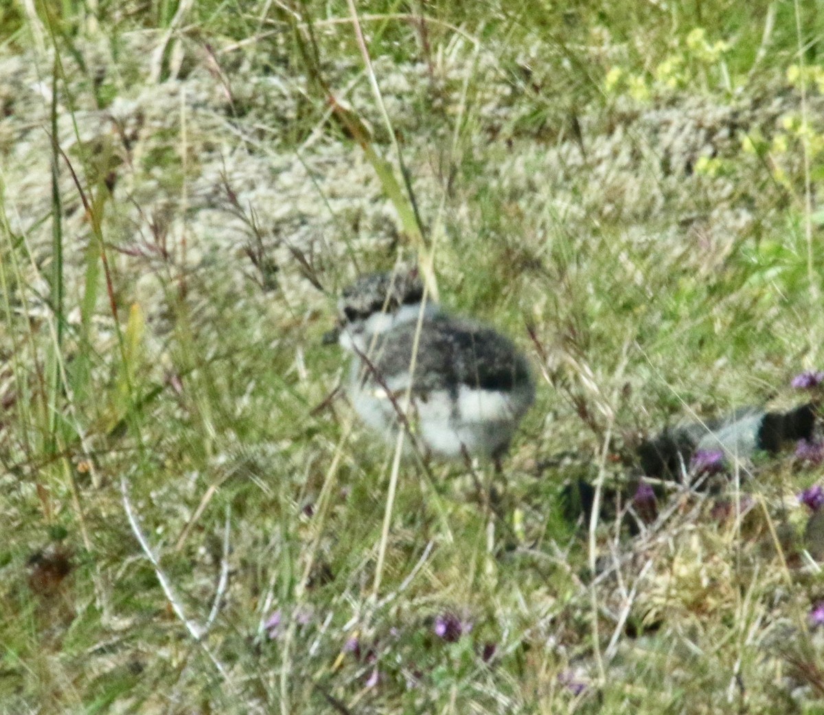 kulík písečný - ML117499911