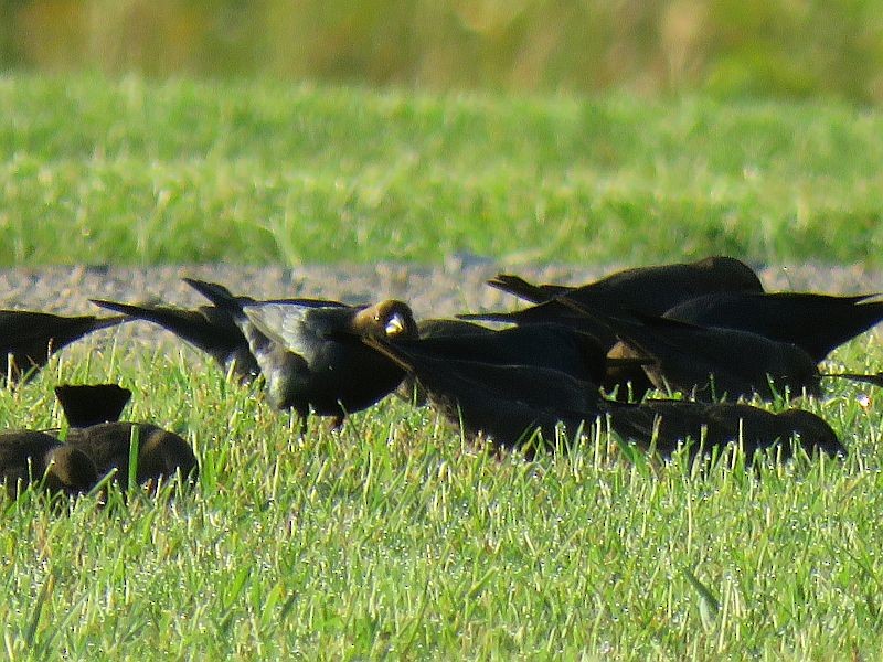 Brown-headed Cowbird - ML117500111