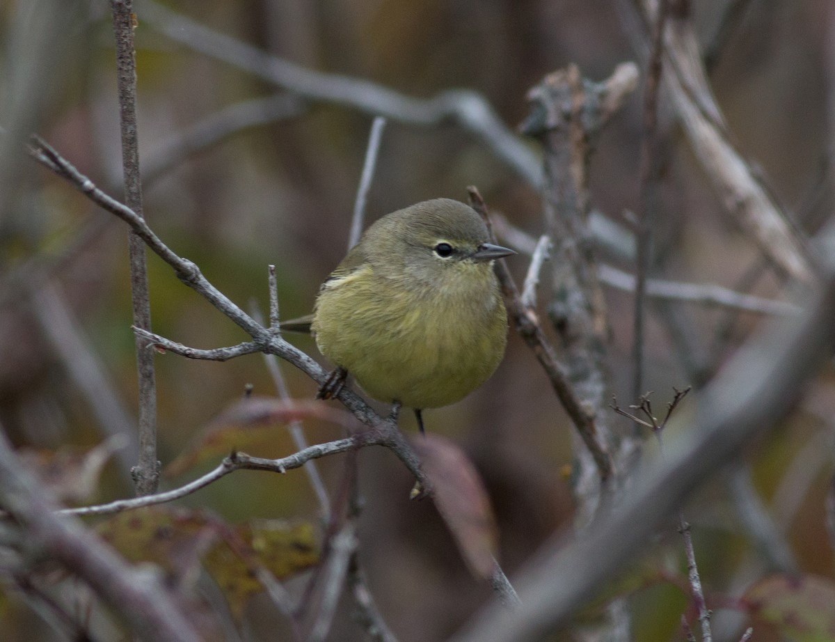 Orange-crowned Warbler - ML117501061