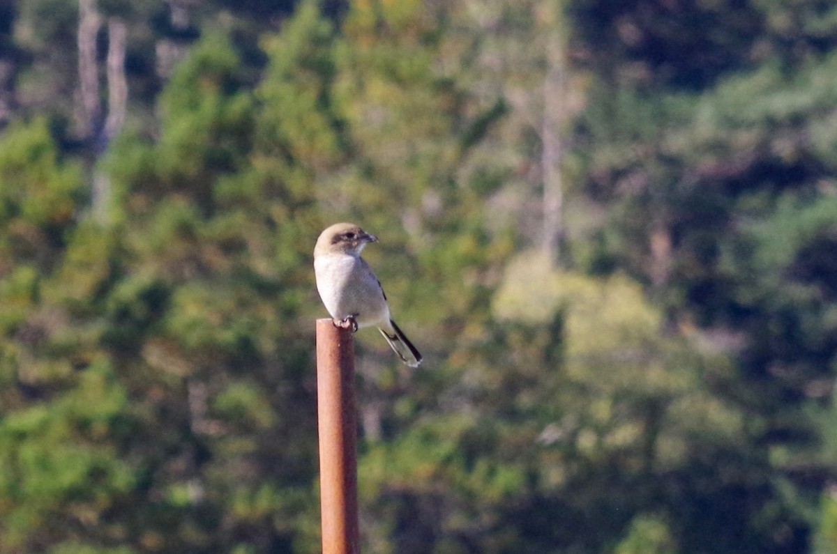 Northern Shrike - ML117501371