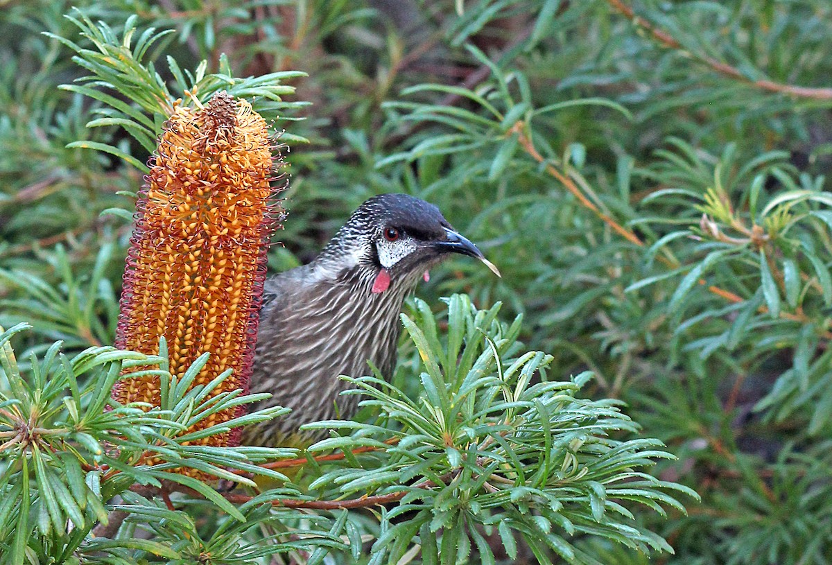 Red Wattlebird - ML117504161