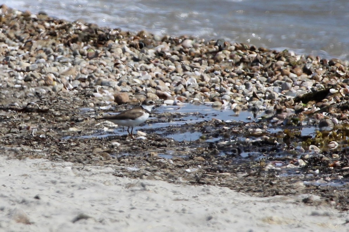 Semipalmated Plover - ML117505061