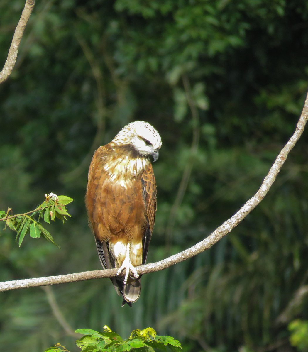 Black-collared Hawk - ML117508141