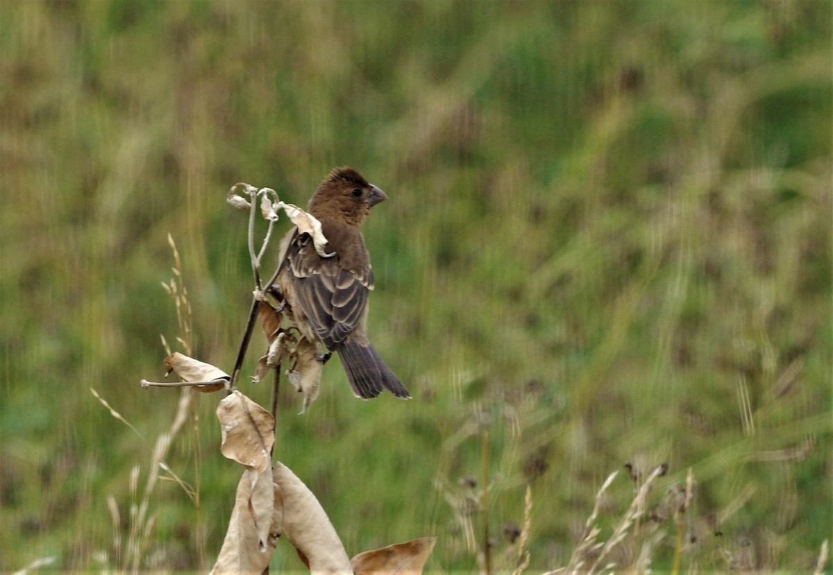 Blue Grosbeak - ML117508301