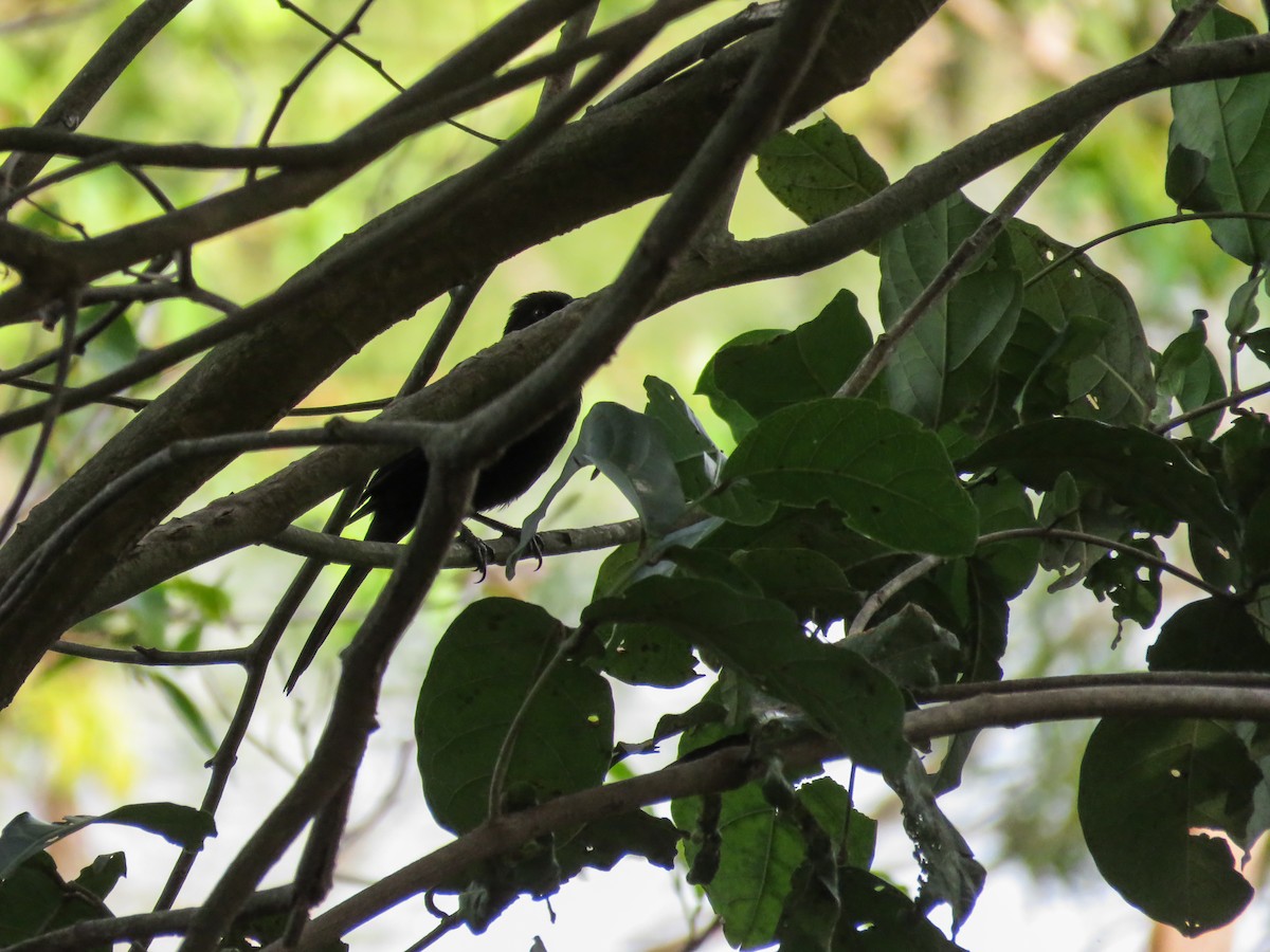 White-shouldered Fire-eye - Arthur Gomes