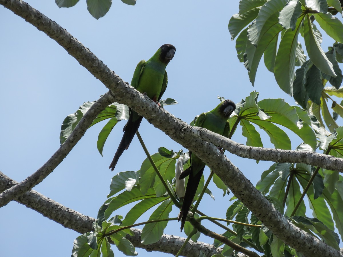 Nanday Parakeet - ML117508581