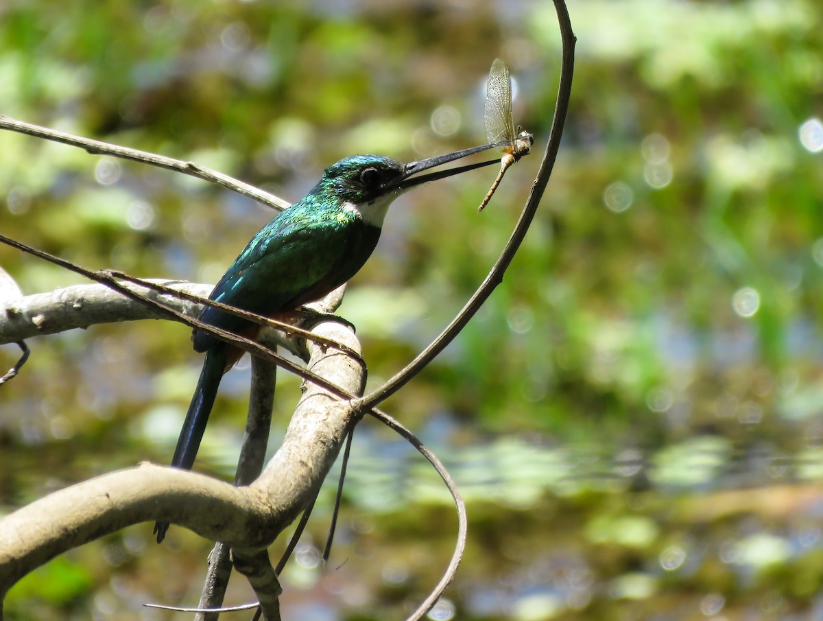 Rufous-tailed Jacamar - ML117508641