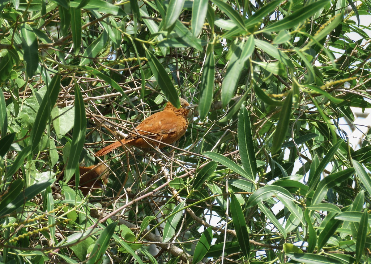 Rufous Cacholote - ML117509091