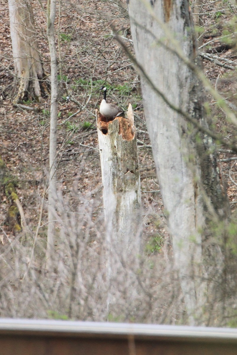 Canada Goose - ML117510661