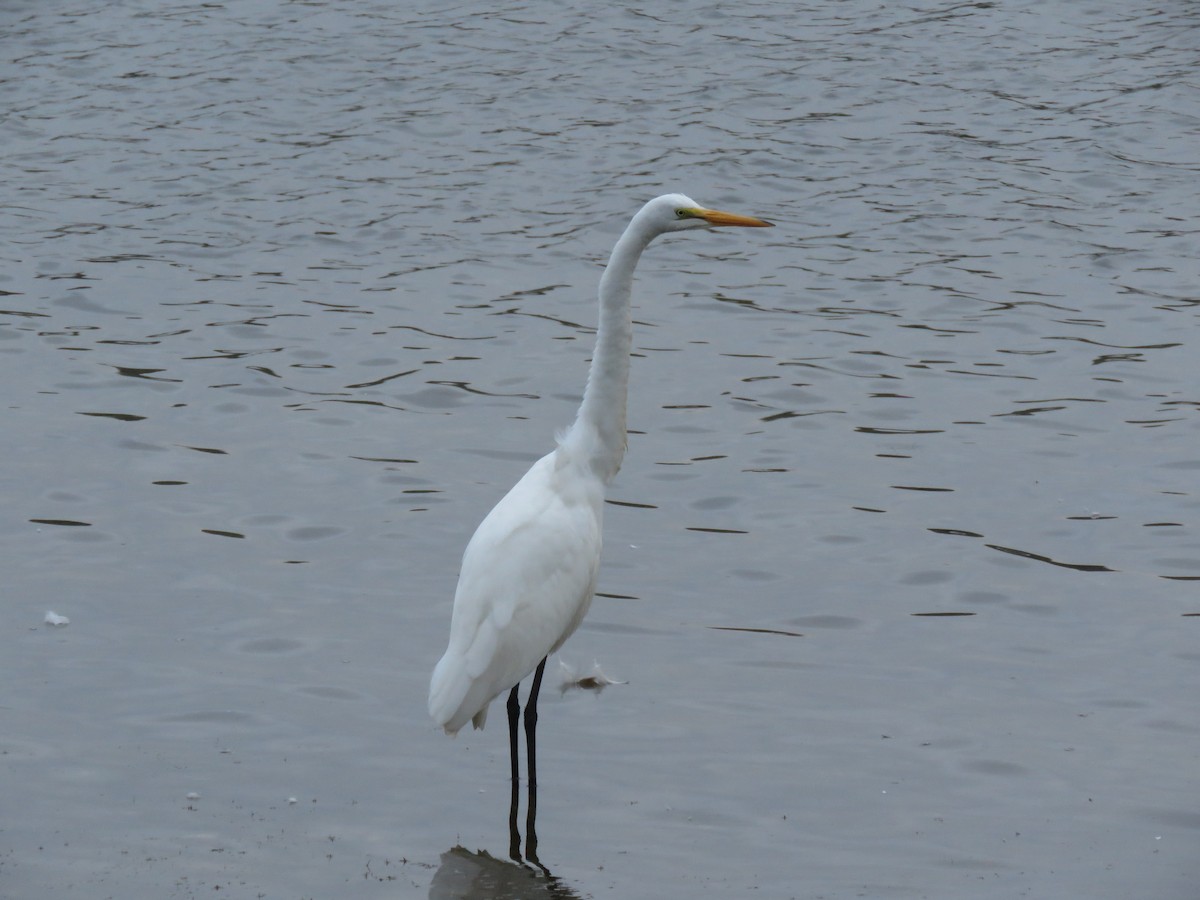 Great Egret - ML117512791