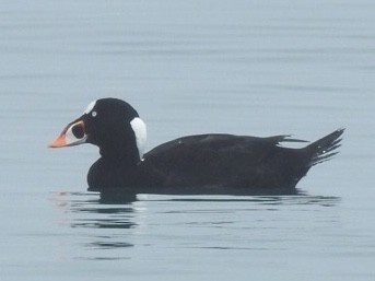 Surf Scoter - Jenny Flexman