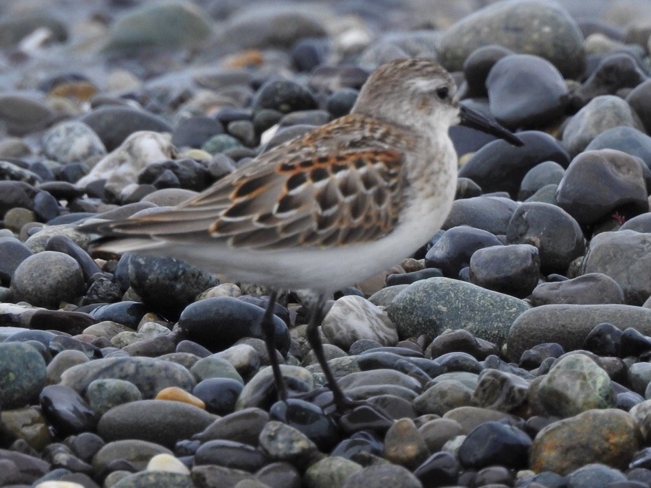 Western Sandpiper - Jenny Flexman