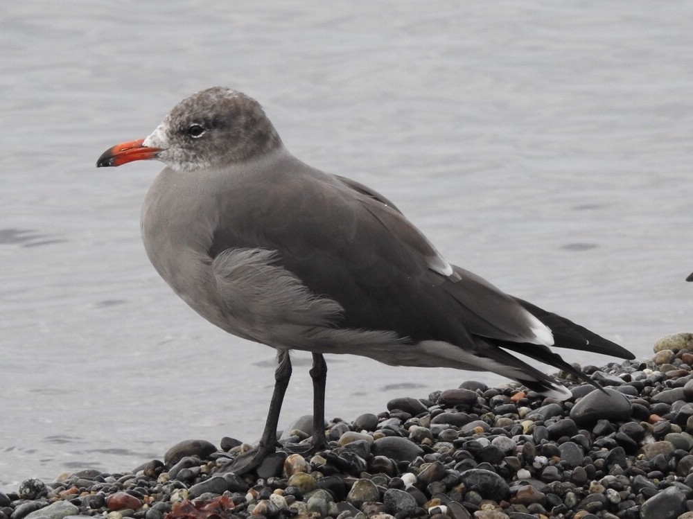 Heermann's Gull - Jenny Flexman