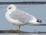 Short-billed Gull - Jenny Flexman