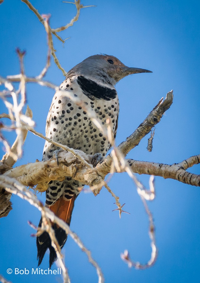 Northern Flicker - ML117513951