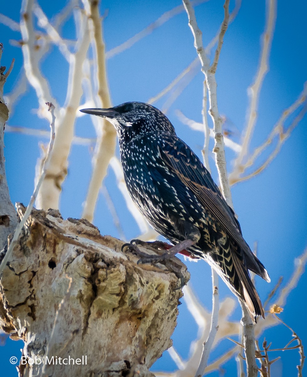 Хар тодол - ML117514101