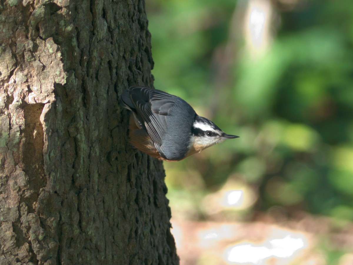 Red-breasted Nuthatch - ML117515091