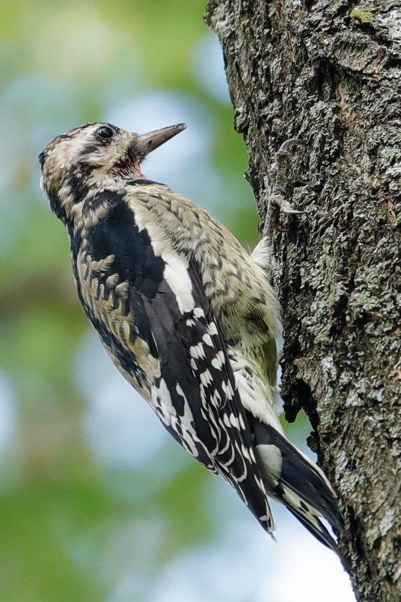 Yellow-bellied Sapsucker - ML117516911