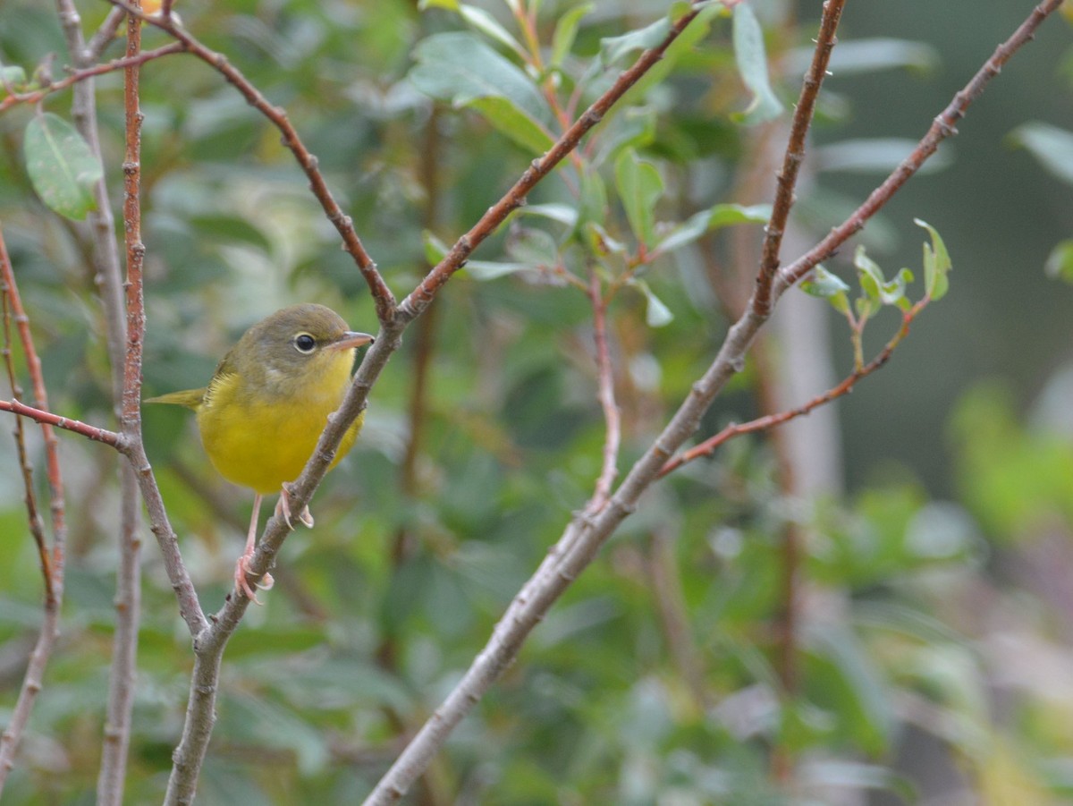 Mourning Warbler - ML117518261