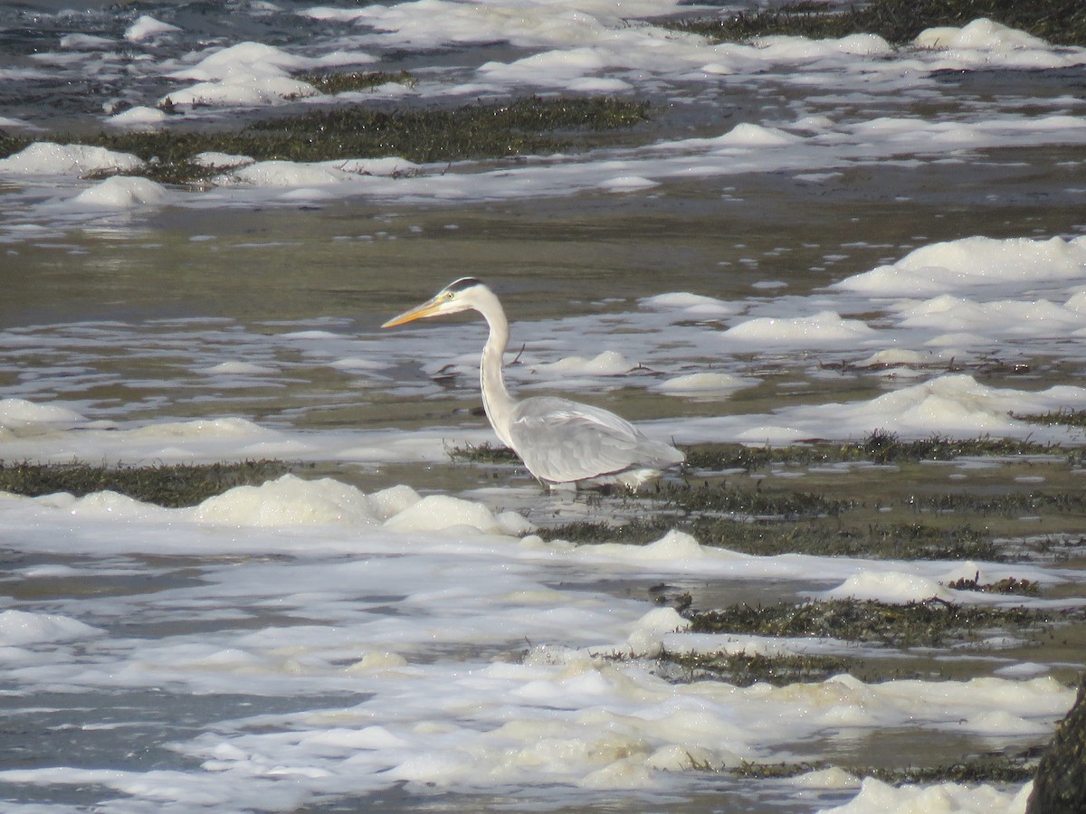 Gray Heron - Thomas Brooks