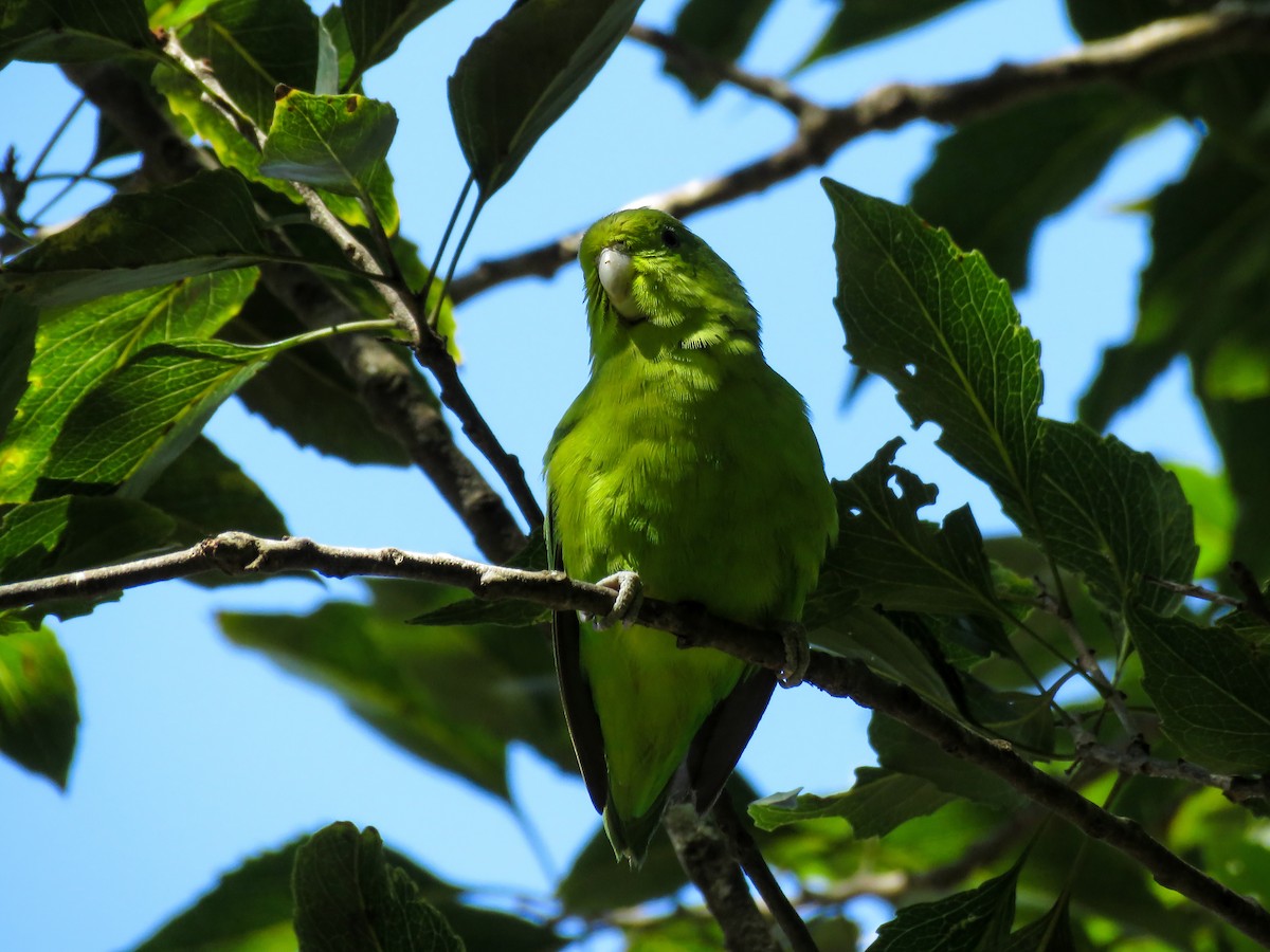 Cobalt-rumped Parrotlet - ML117518781