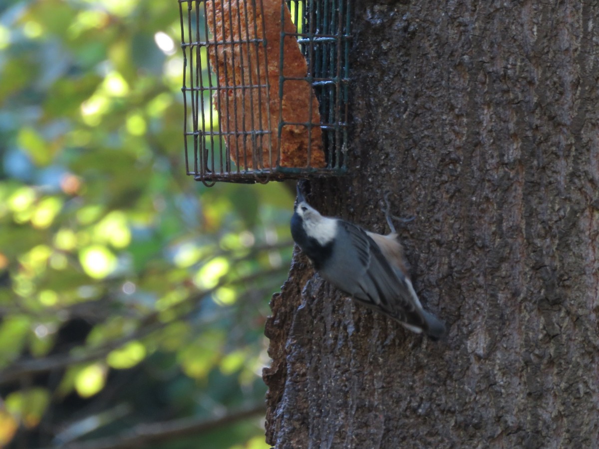 White-breasted Nuthatch - ML117519841