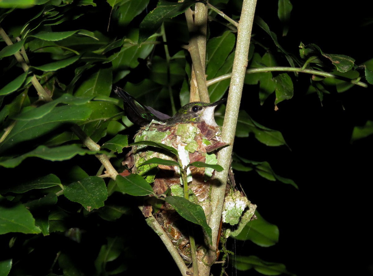 Violet-capped Woodnymph - Arthur Gomes