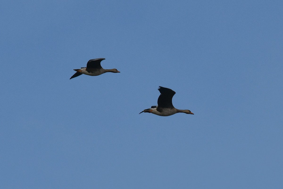 Greater White-fronted Goose - ML117520111