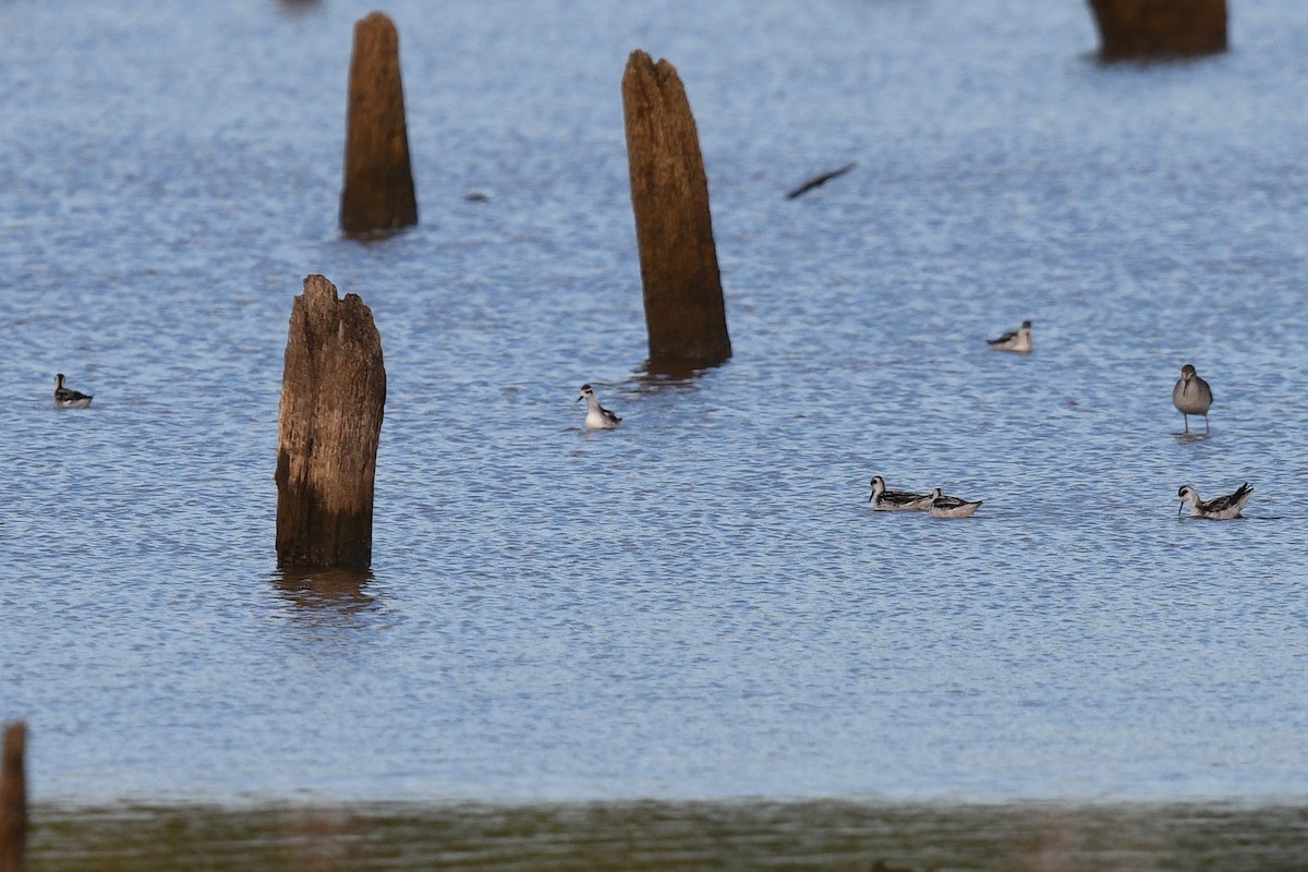 Red-necked Phalarope - ML117520301