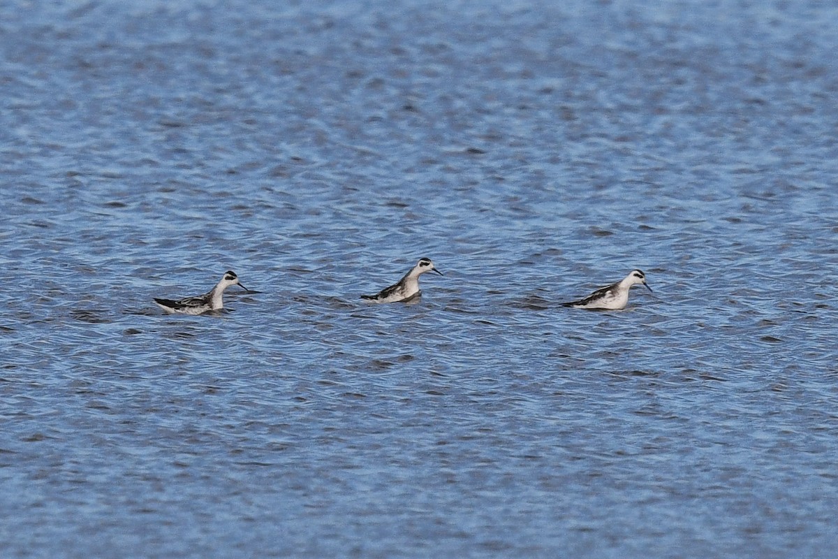 Red-necked Phalarope - ML117520321