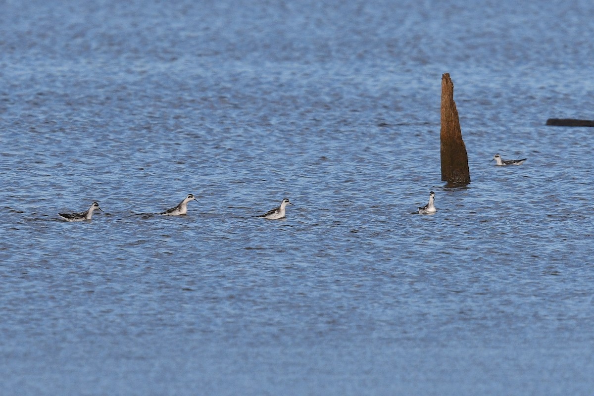 Phalarope à bec étroit - ML117520351