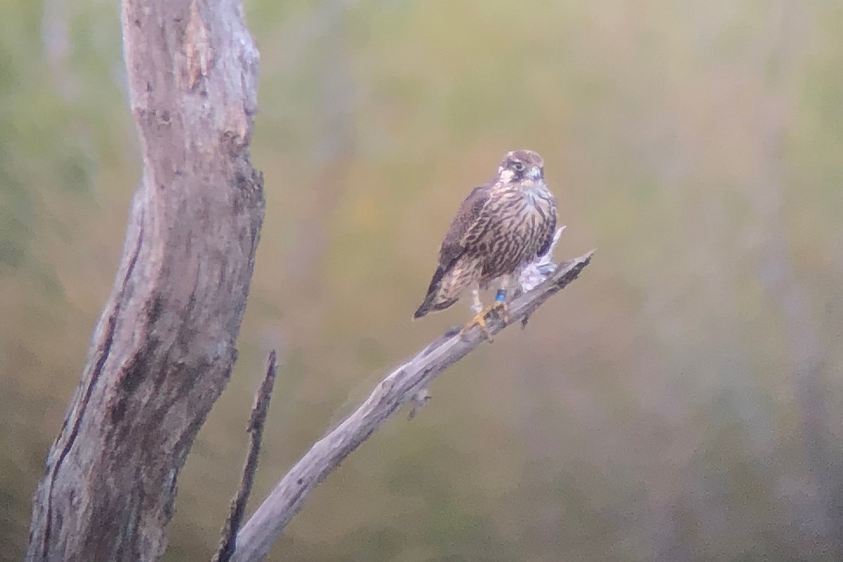 Halcón Peregrino - ML117522101