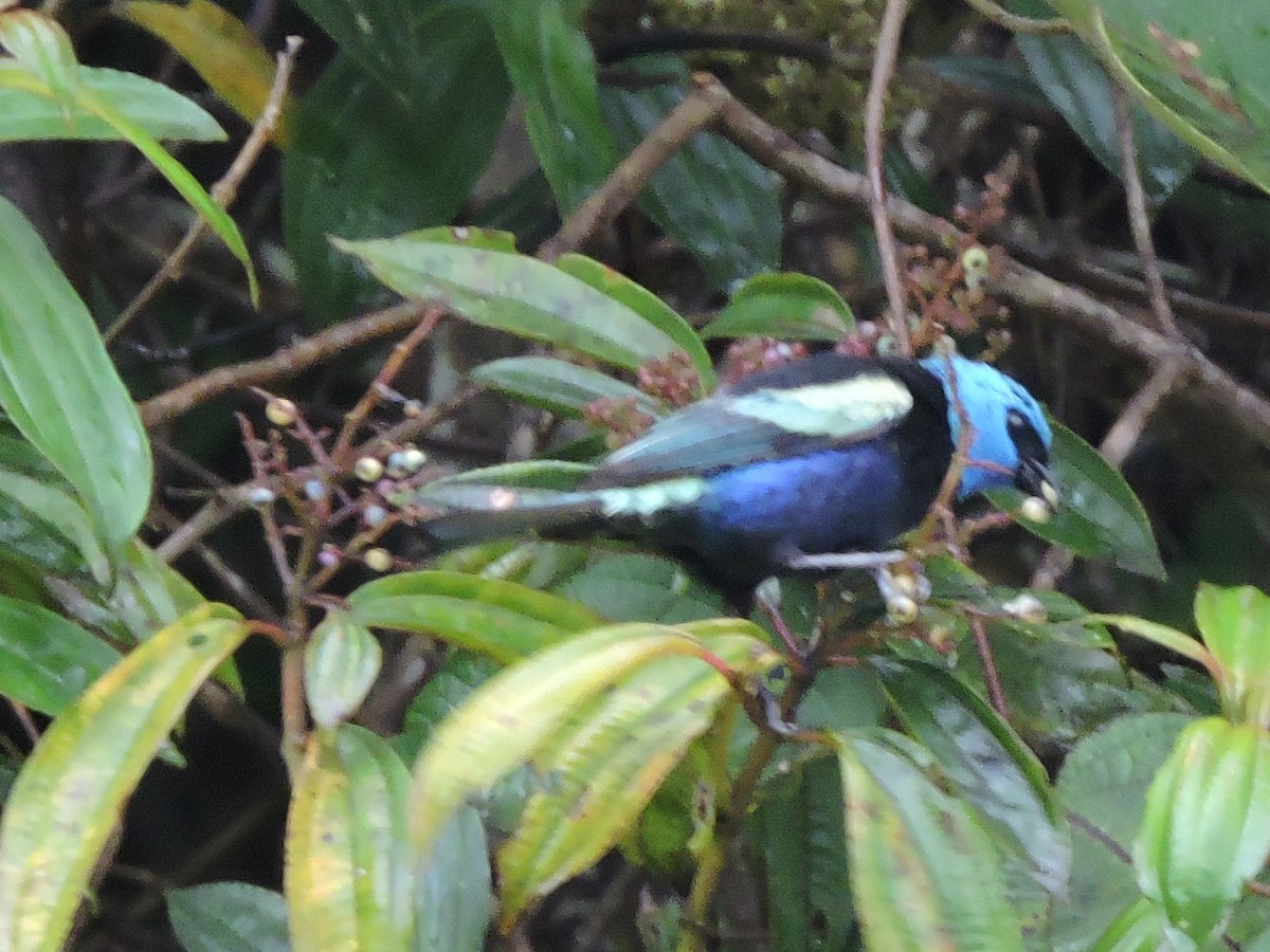 Blue-necked Tanager - ML117522151