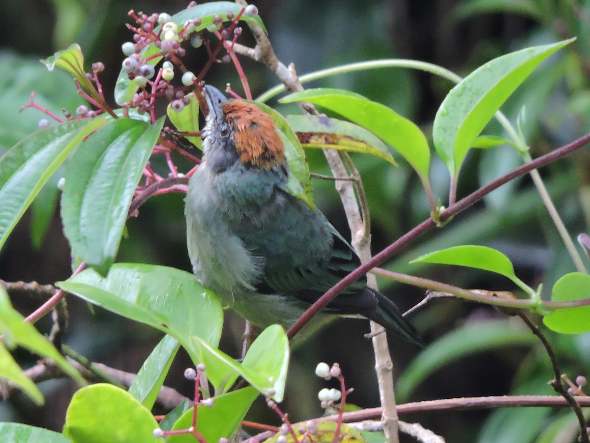 Scrub Tanager - ML117522181